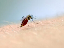 Campanha reforça cuidados contra a dengue no Paraná