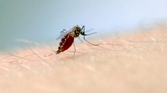 Dengue: Brasil supera mil mortes pela doença no ano