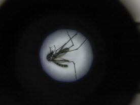 Dengue: Curitiba registra média de 11 casos novos por dia