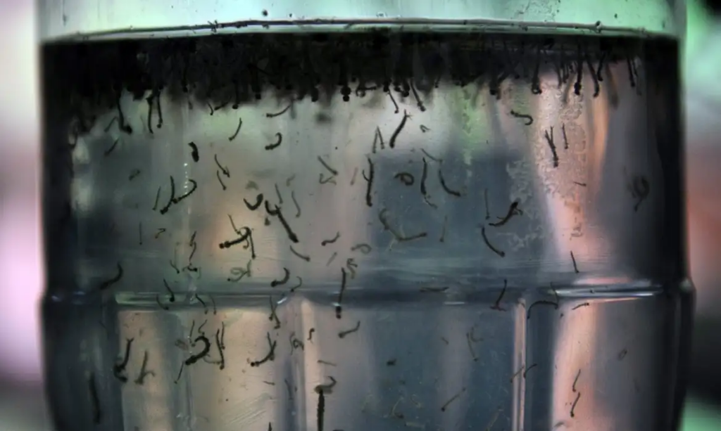 Curitiba vive guerra contra a dengue, diz secretária de Saúde