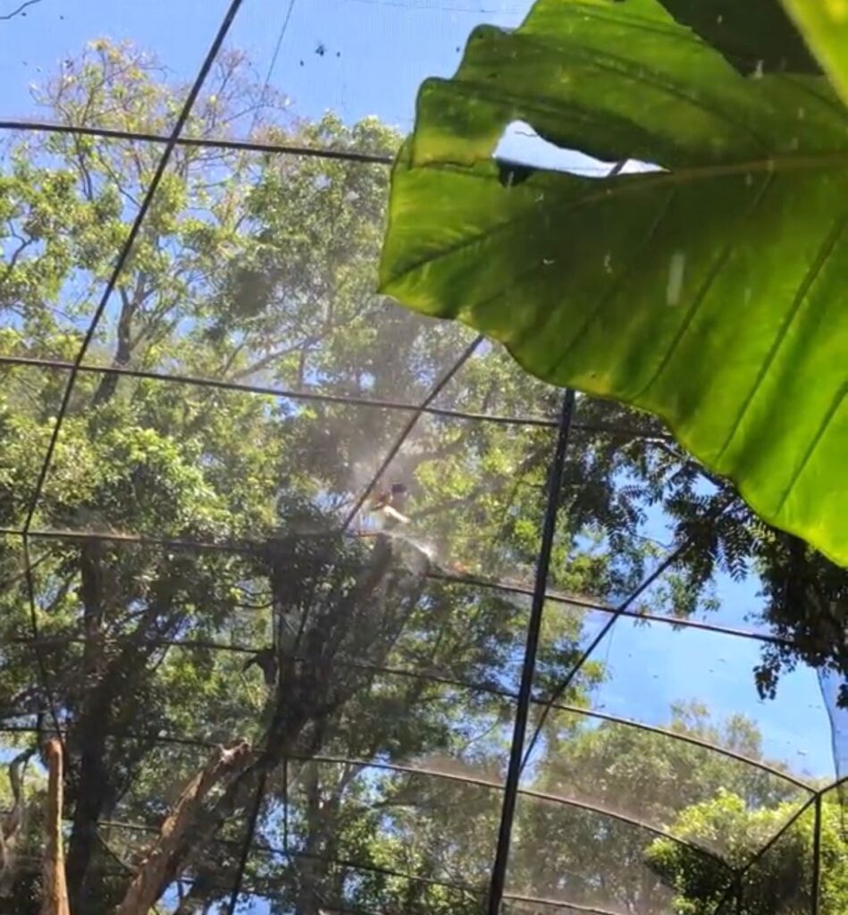 Garoa artificial refresca animais no Parque das Aves