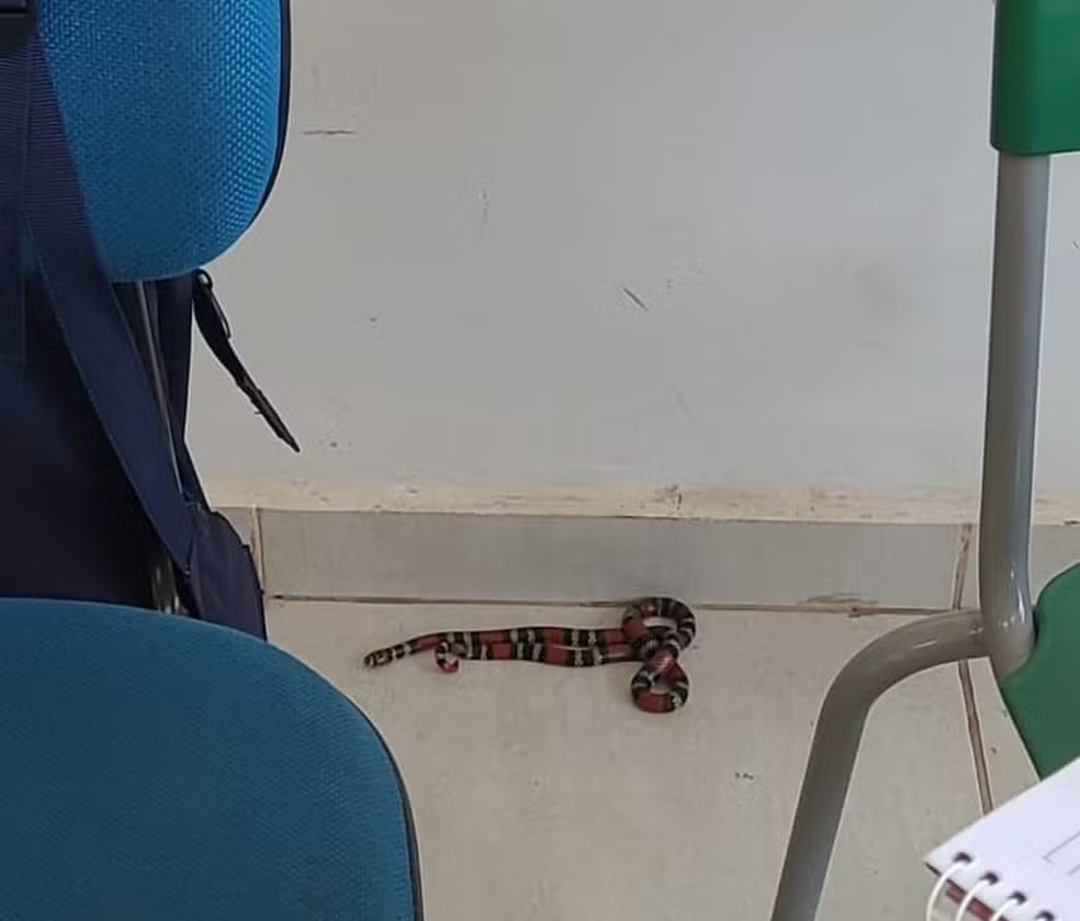 Cobra coral é encontrada dentro de escola em Cascavel