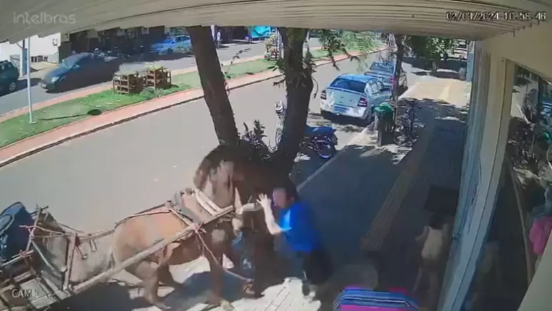 Vereador é atacado por burro em cidade do interior do Paraná; VÍDEO