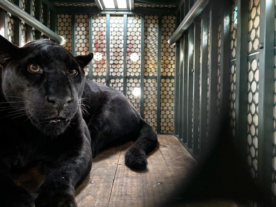zoológico curitiba pantera negra mata atlântica