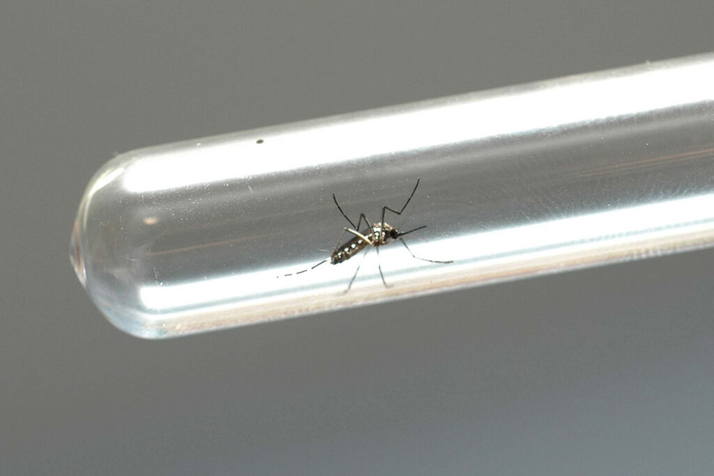 10 cidades do Paraná não tem casos de dengue; veja a lista