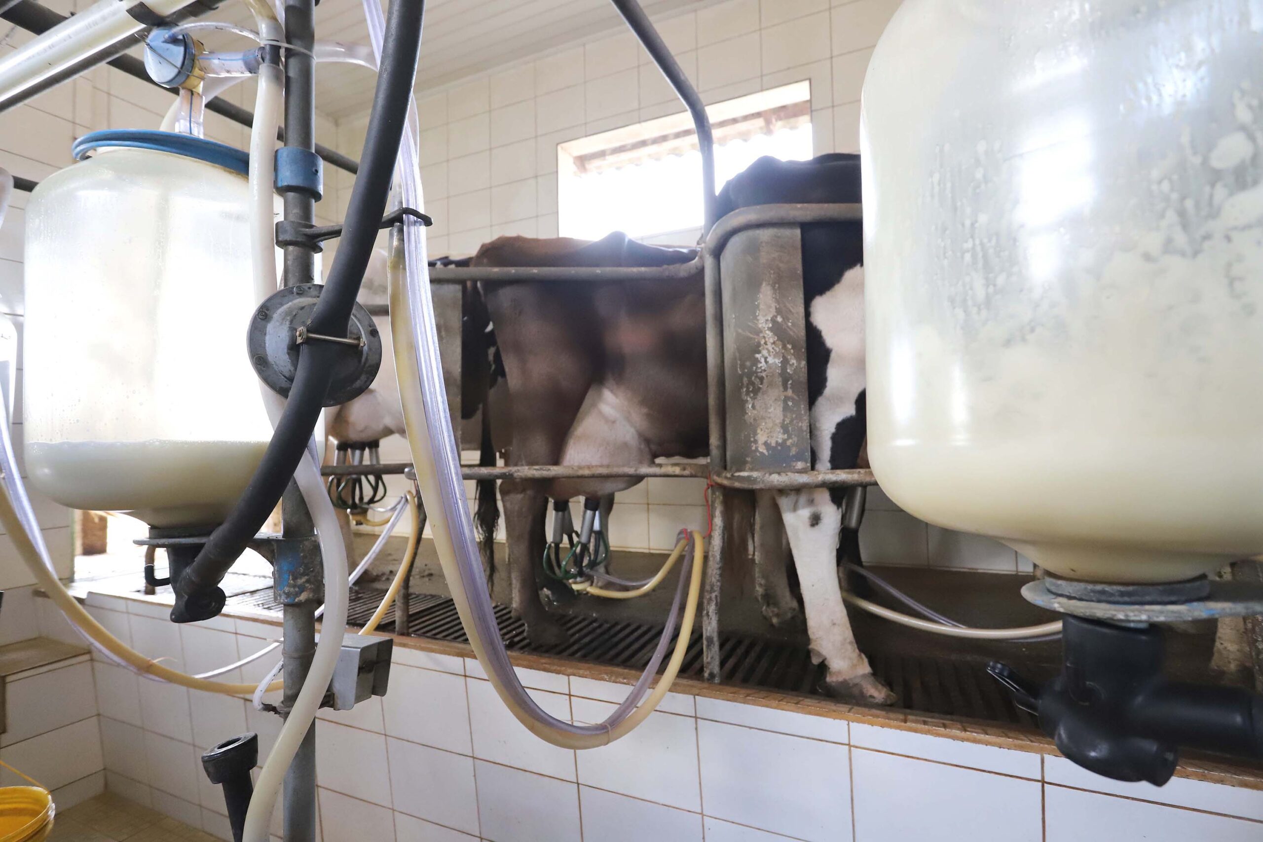 Paraná propõe mudanças de tributação para conter importação de leite em pó