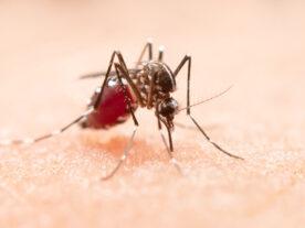 mosquito-da-dengue-em-curitiba-scaled.jpg
