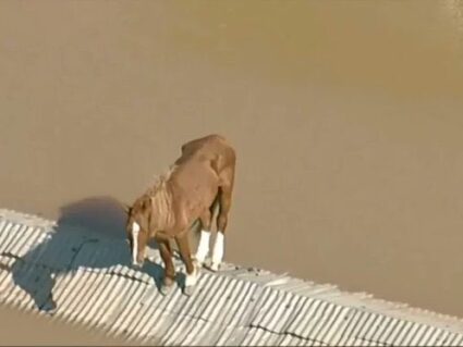 Cavalo no telhado: Bombeiros e Exército resgatam animal ilhado no Rio Grande do Sul; VÍDEO