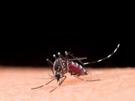 Dengue no Paraná: boletim confirma 34 mil novos casos da doença